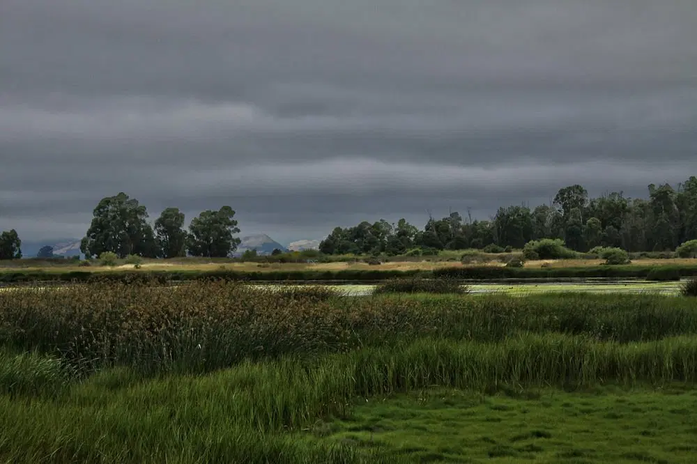 Wetlands Edge Park