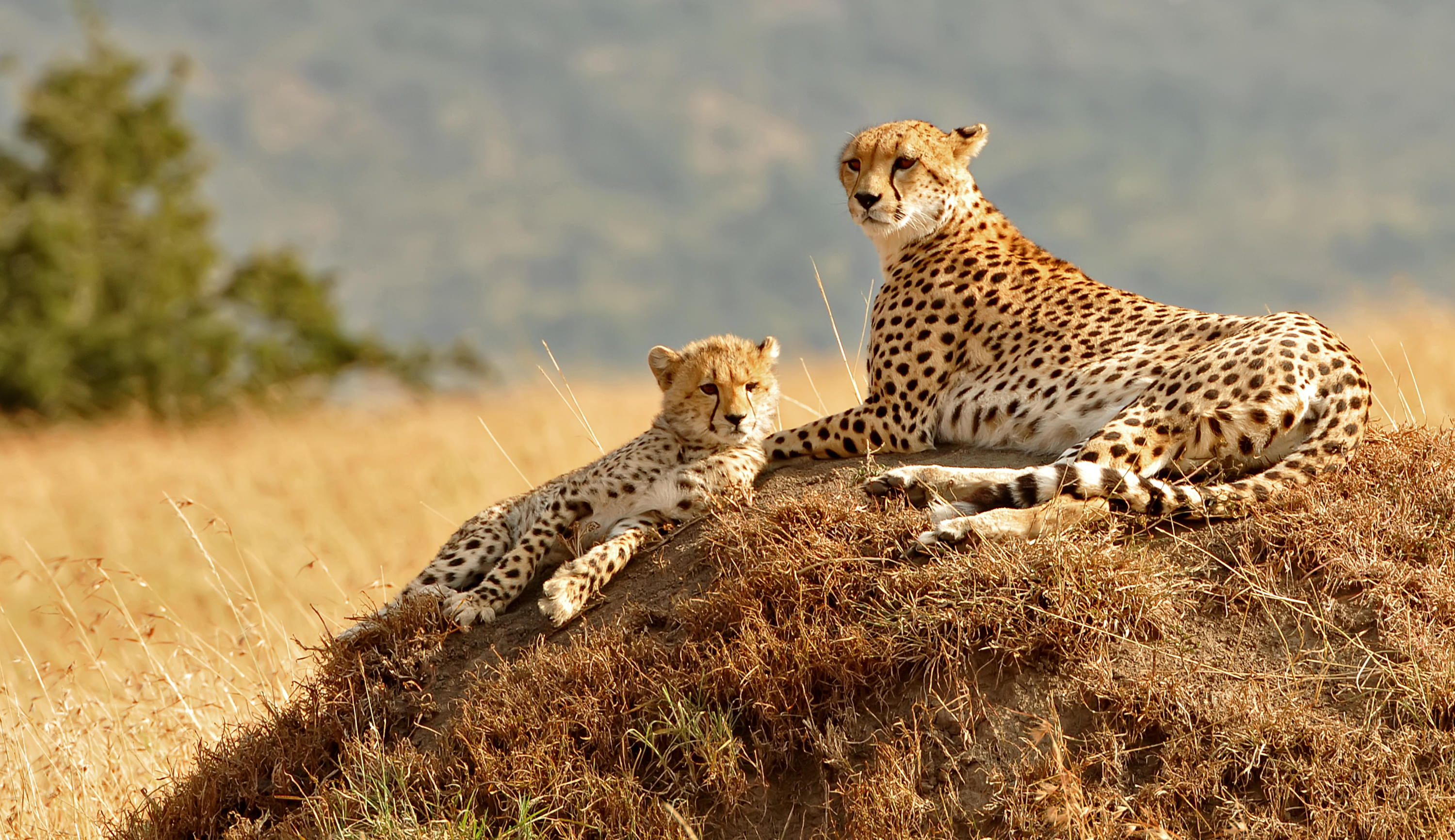 Masai Mara National Reserve Tour Packages | Upto 50% Off May Mega SALE