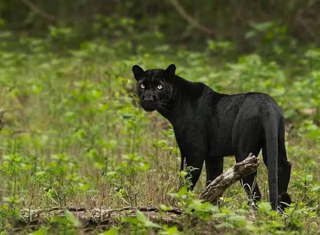 Kabini National Park