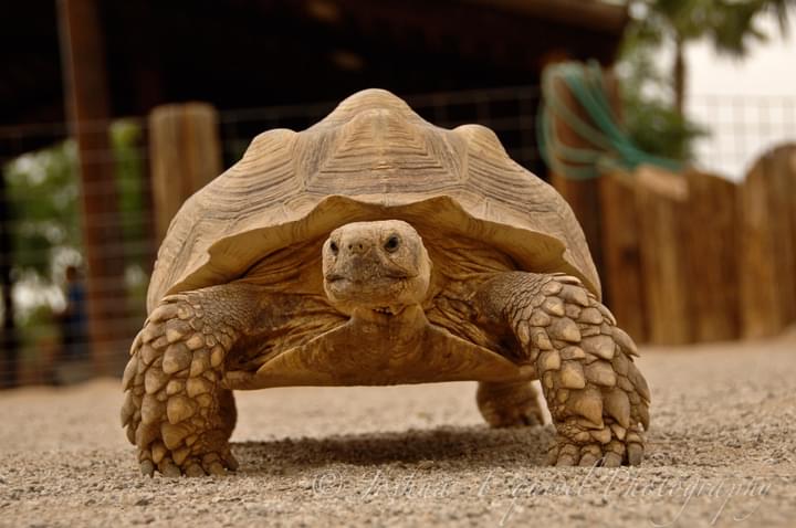 Tortoise in Mitchell Park Zoo