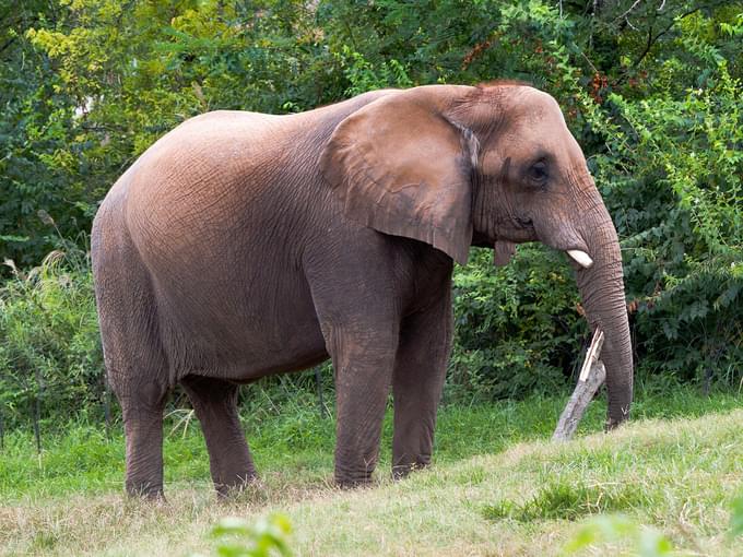 Elephants in Nashville Zoo Tickets