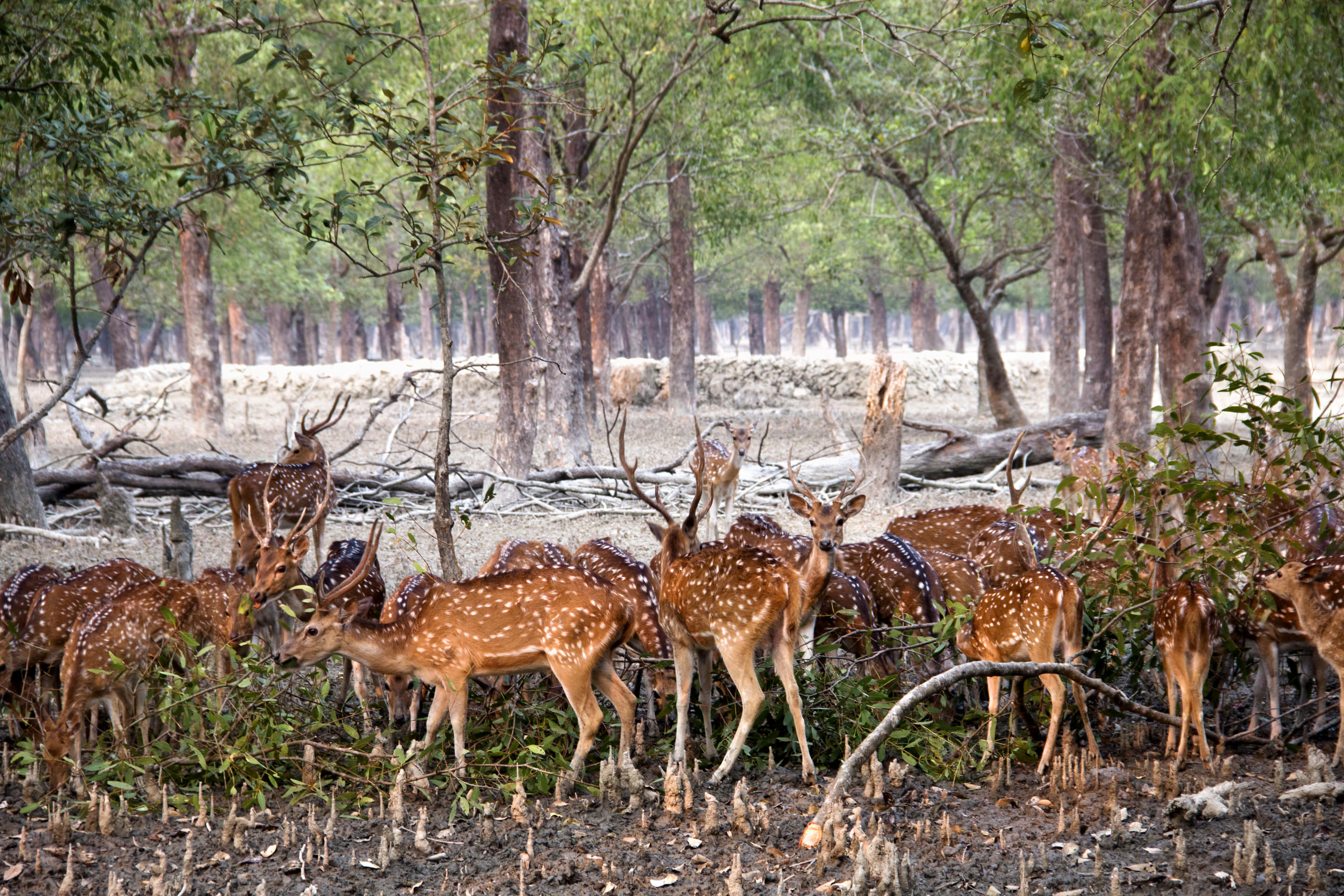 The Sundarbans Overview