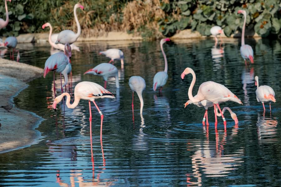 Birds of Dubai Images