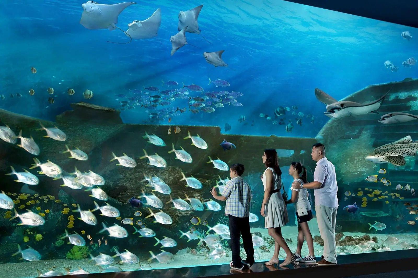 Explore the underwater realms of S.E.A Aquarium