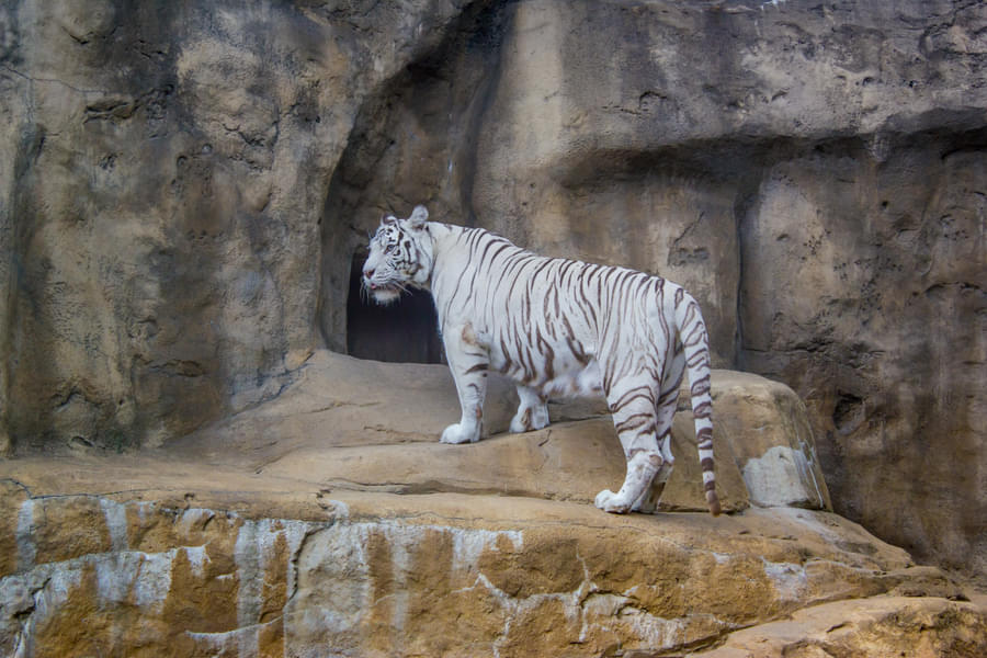 Rare white Tiger in the Prague zoo