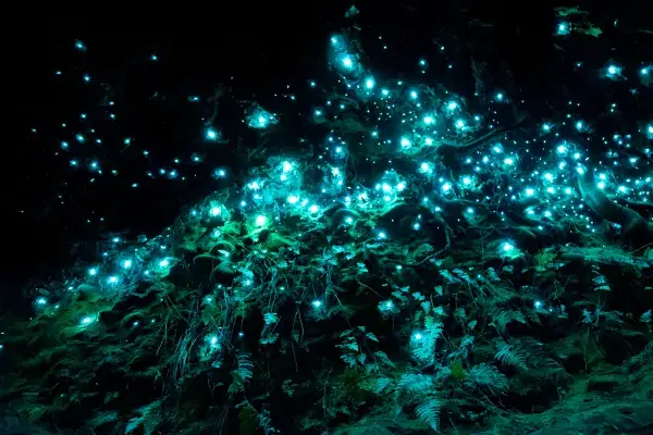 Look out for Glow Worms