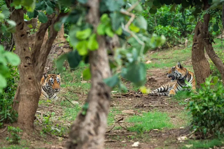 Sariska Jeep Safari Image