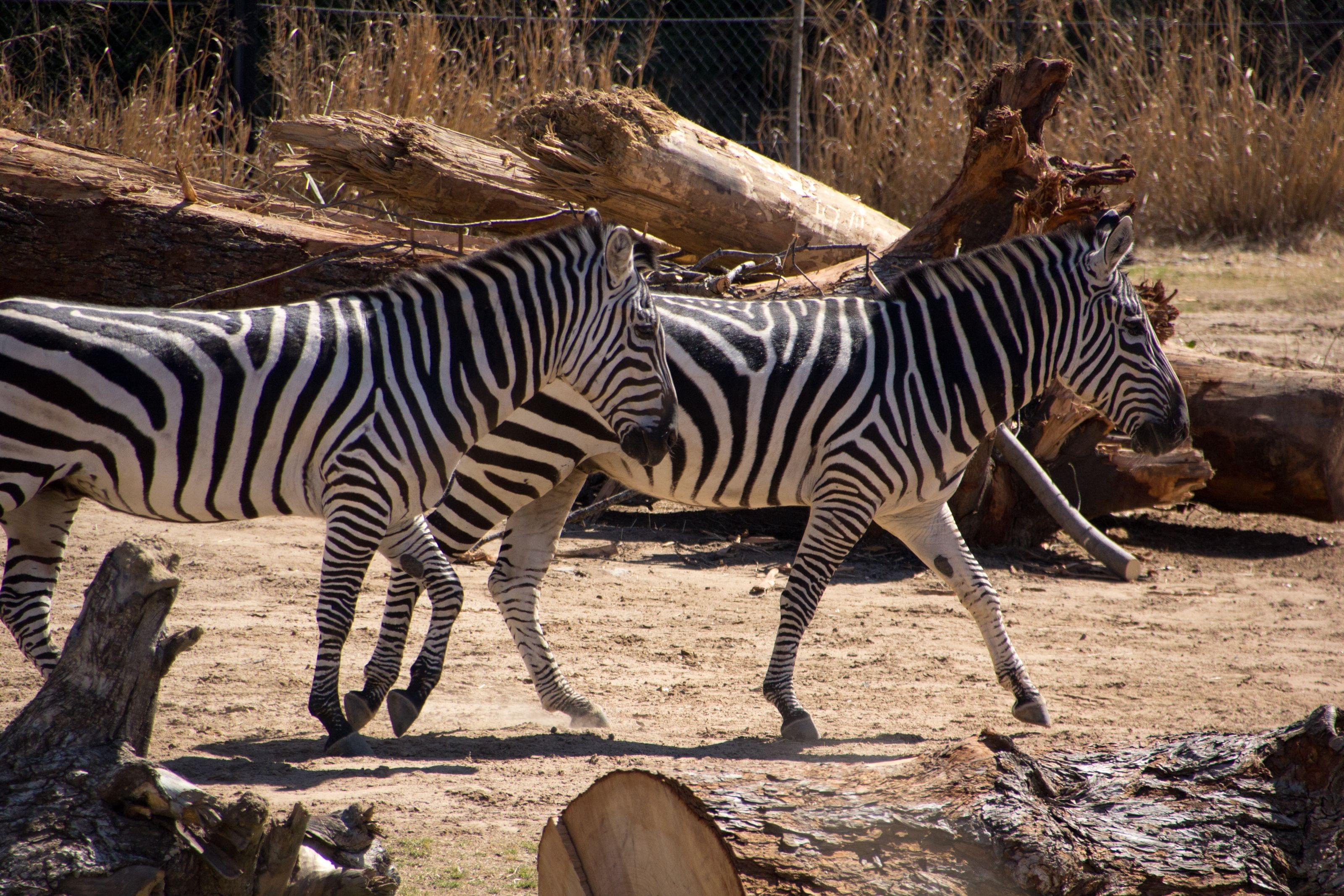 Zebra at Dallas Zoo