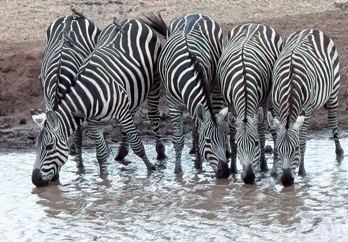 Nairobi National Park