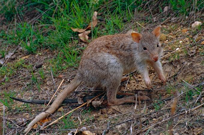 Rufous Bettong