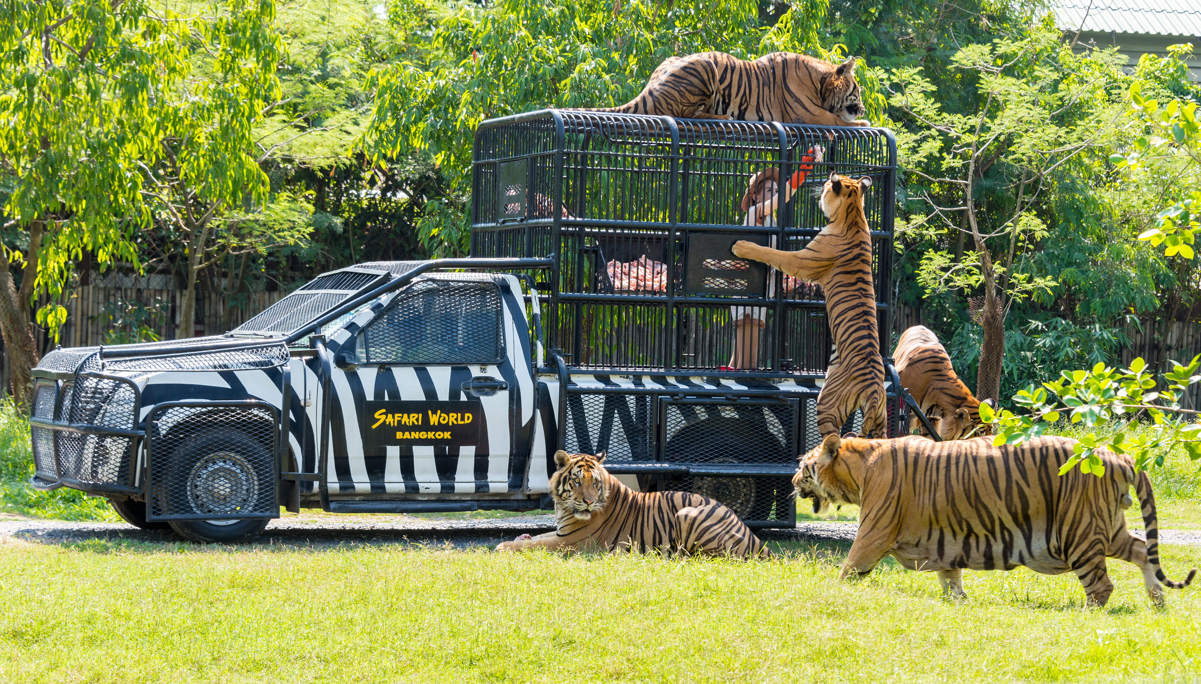 Animals In Safari World Bangkok