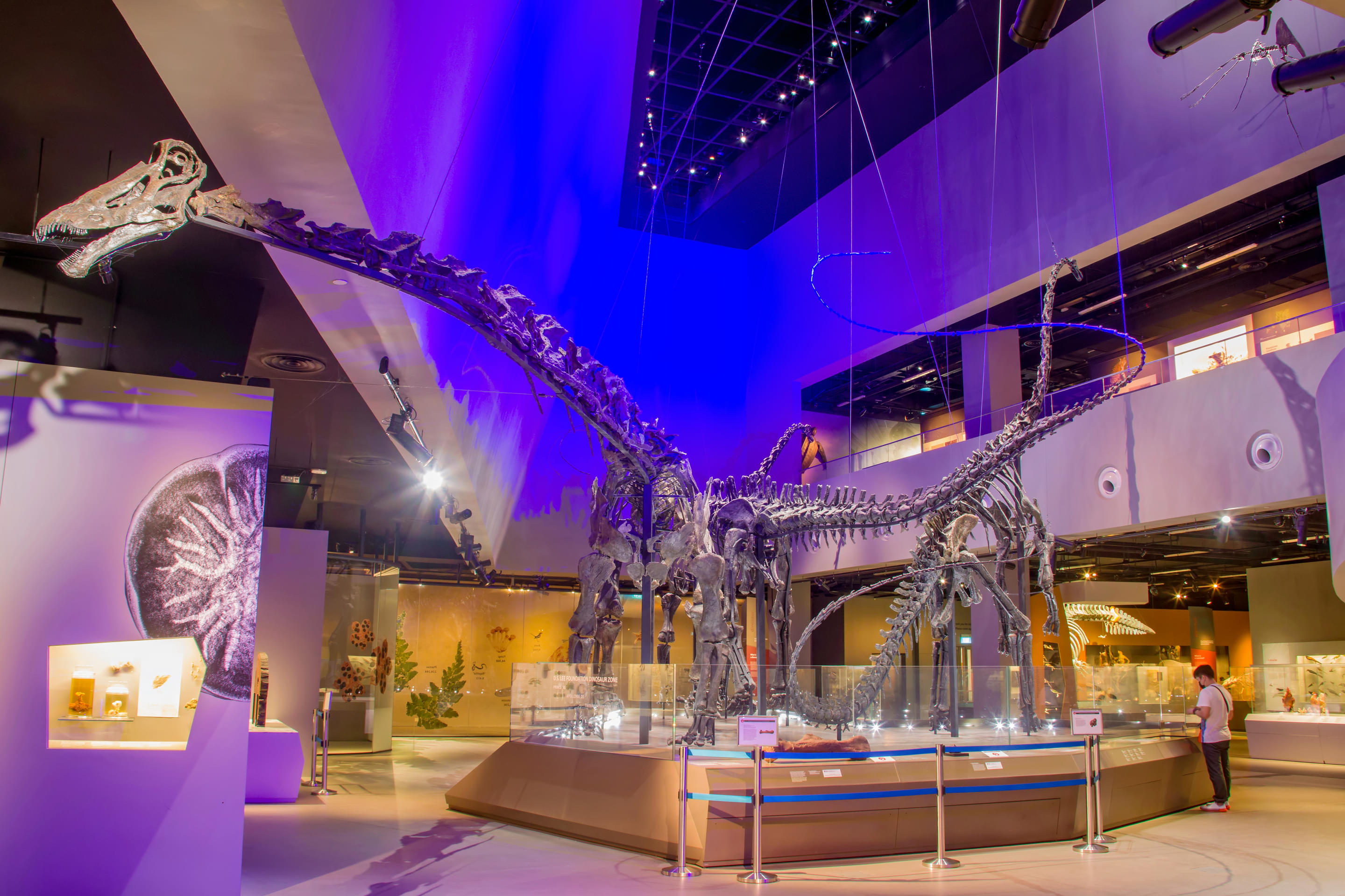 Lee Kong Chian Natural History Museum Overview