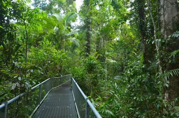 Daintree National Park