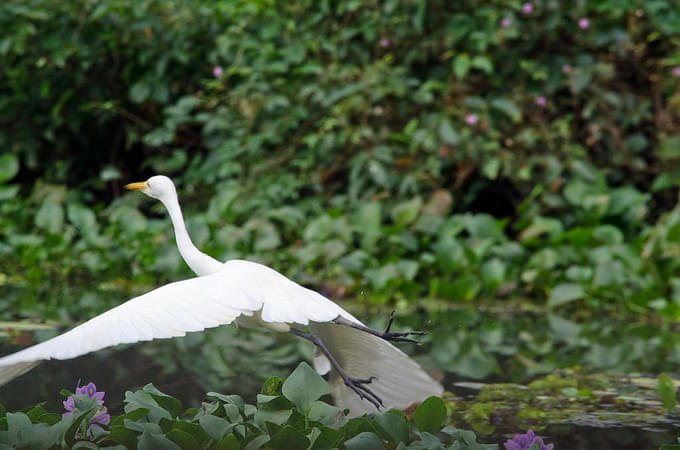 Kumarakom Bird Sanctuary