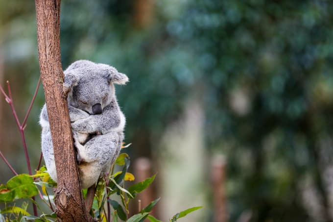 Meet the lovely koalas at the sanctuary