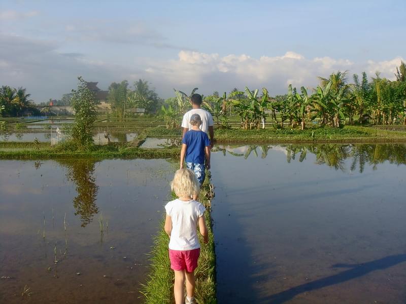Scenic Rice Field Trekking in Ubud  Image