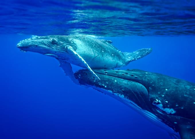 Tonga Whale Watching Tour