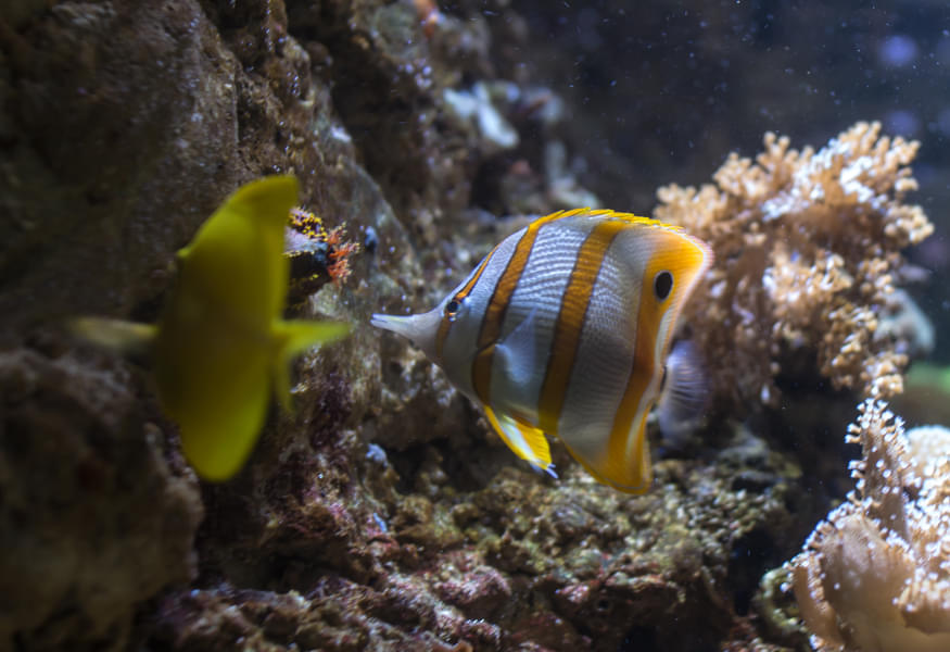 See the beautiful Yellow tang fish, a copperband butterfly fish and other colorful marine creature