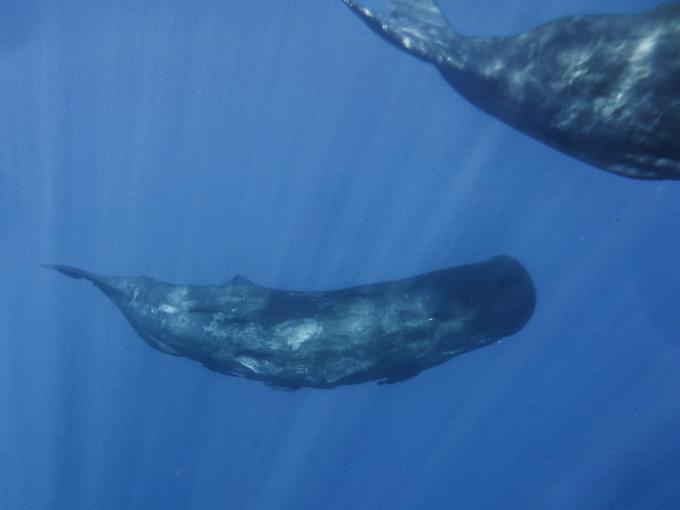 Sperm Whale.jpg