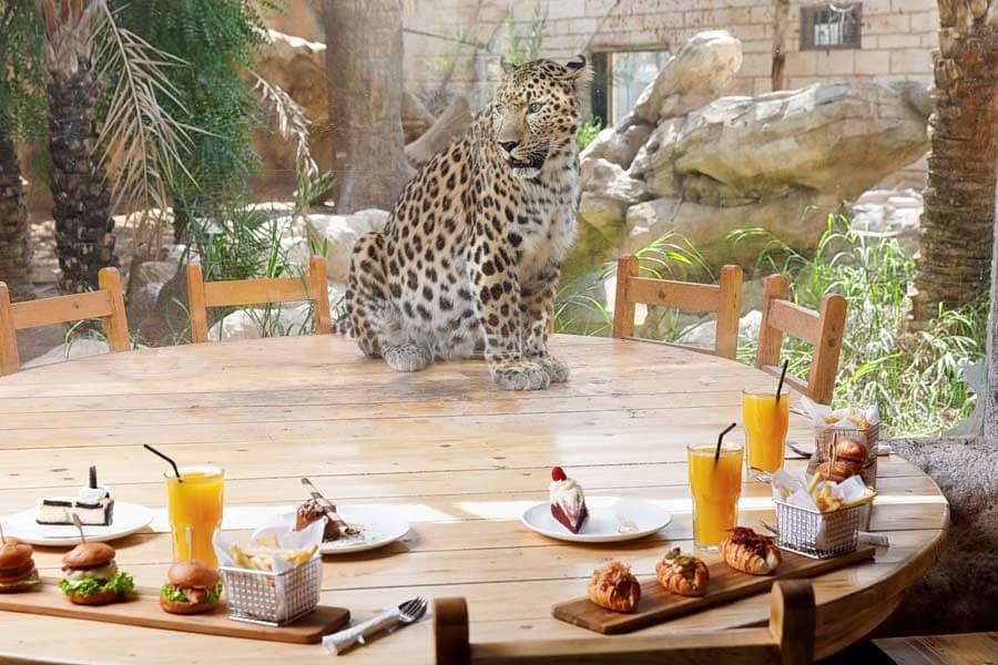 Share a lunch with the majestic leopard