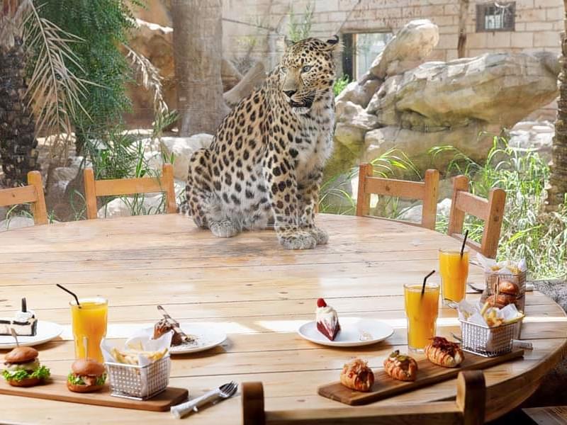 Lunch with Leopard