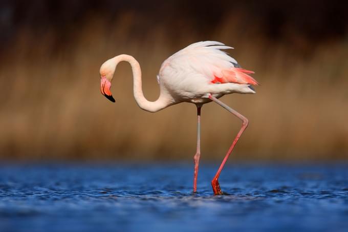 Greater Flamingo