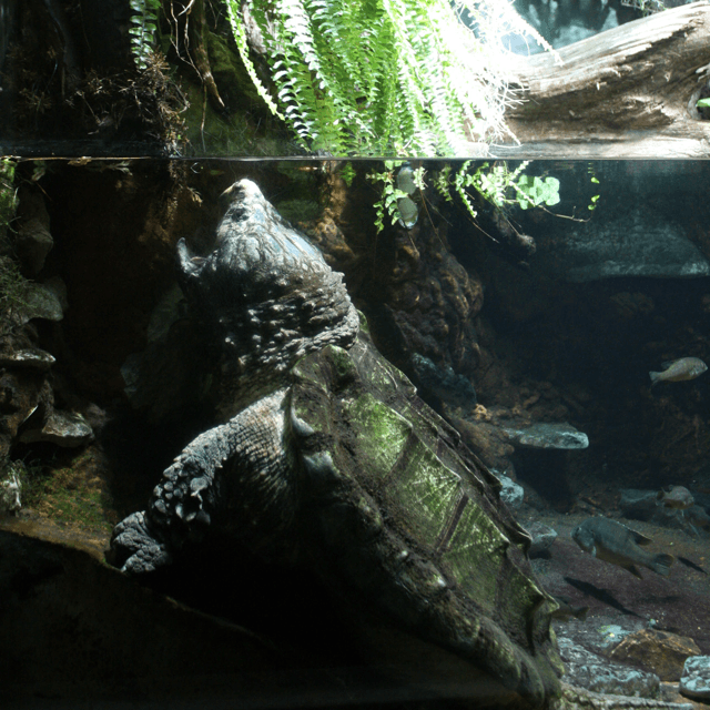 Alligator Snapping Turtle in Nashville Zoo