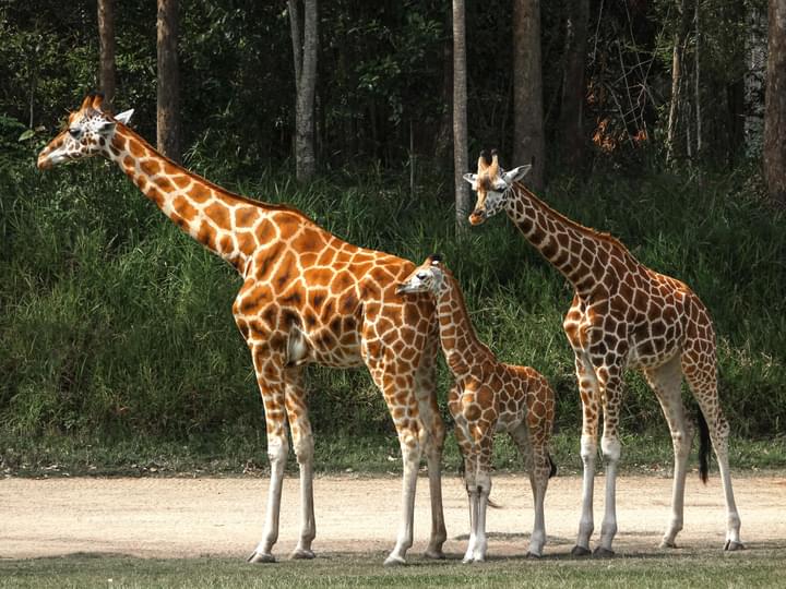 The House Of Giraffes