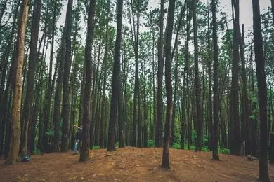 Vagamon Pine Forest, <em>Vagamon</em>