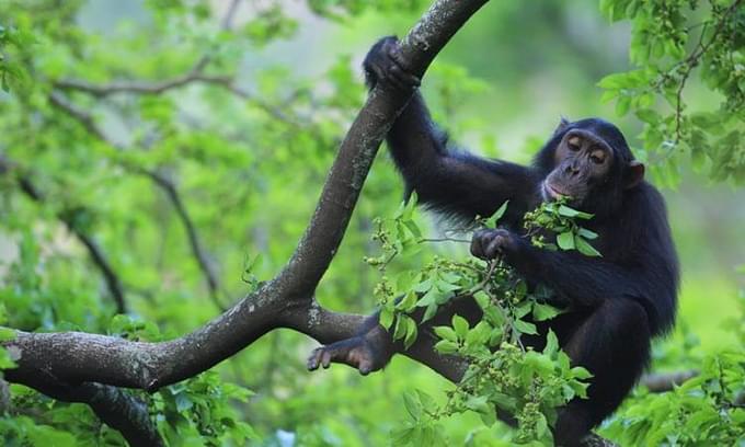 Trek to See Kibale Forest’s Chimpanzees
