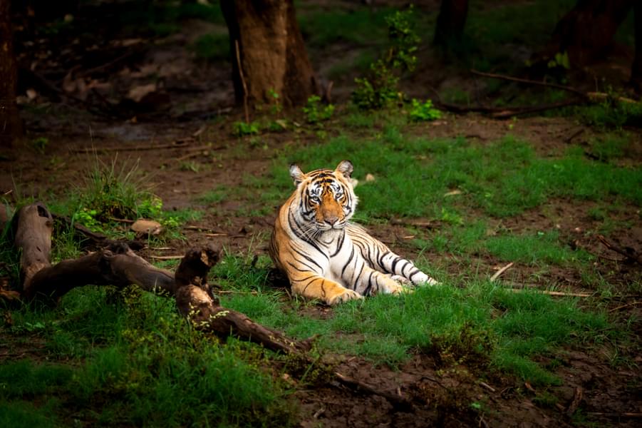 Jaipur to Ranthambore Day Trip Image