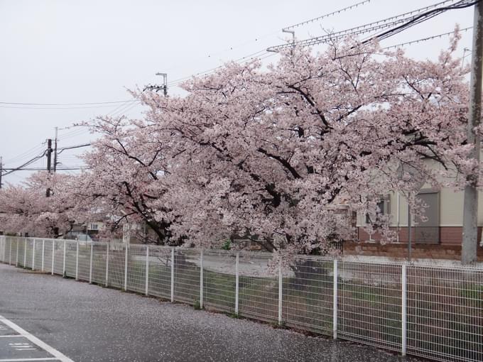 History Of Cherry Blossoms In Japan