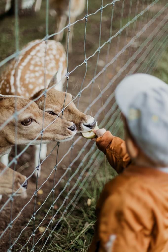 Child feeding animals in Philadelphia Zoo