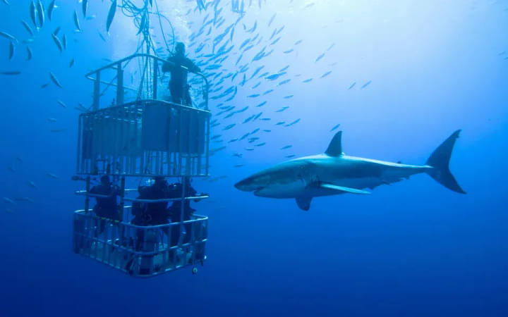 Shark Diving.jpg