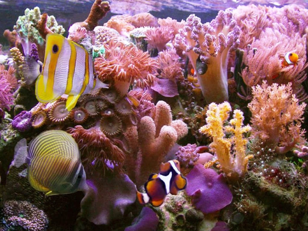 Hikkaduwa Coral Reef