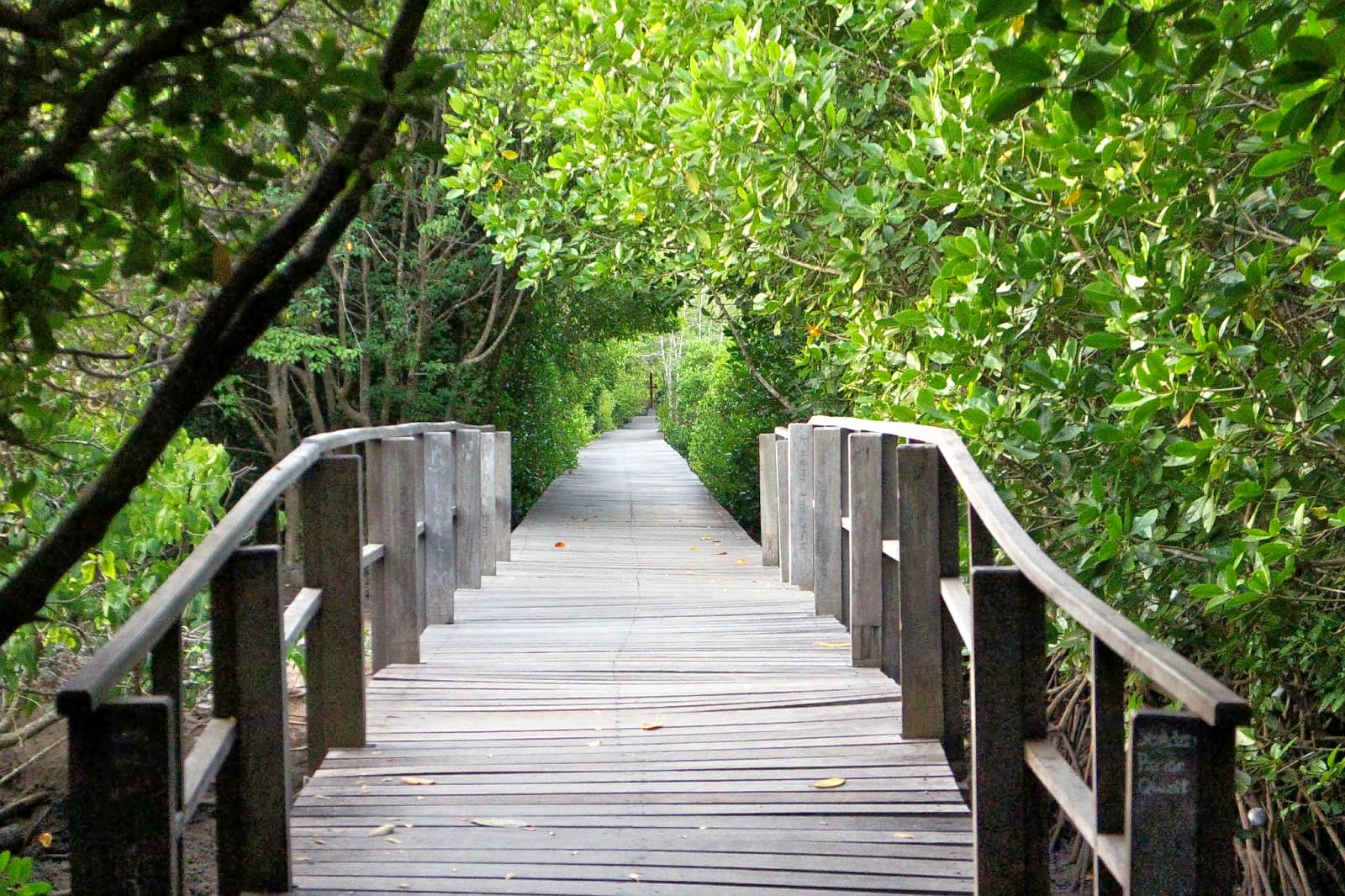 Mangrove Forest Overview