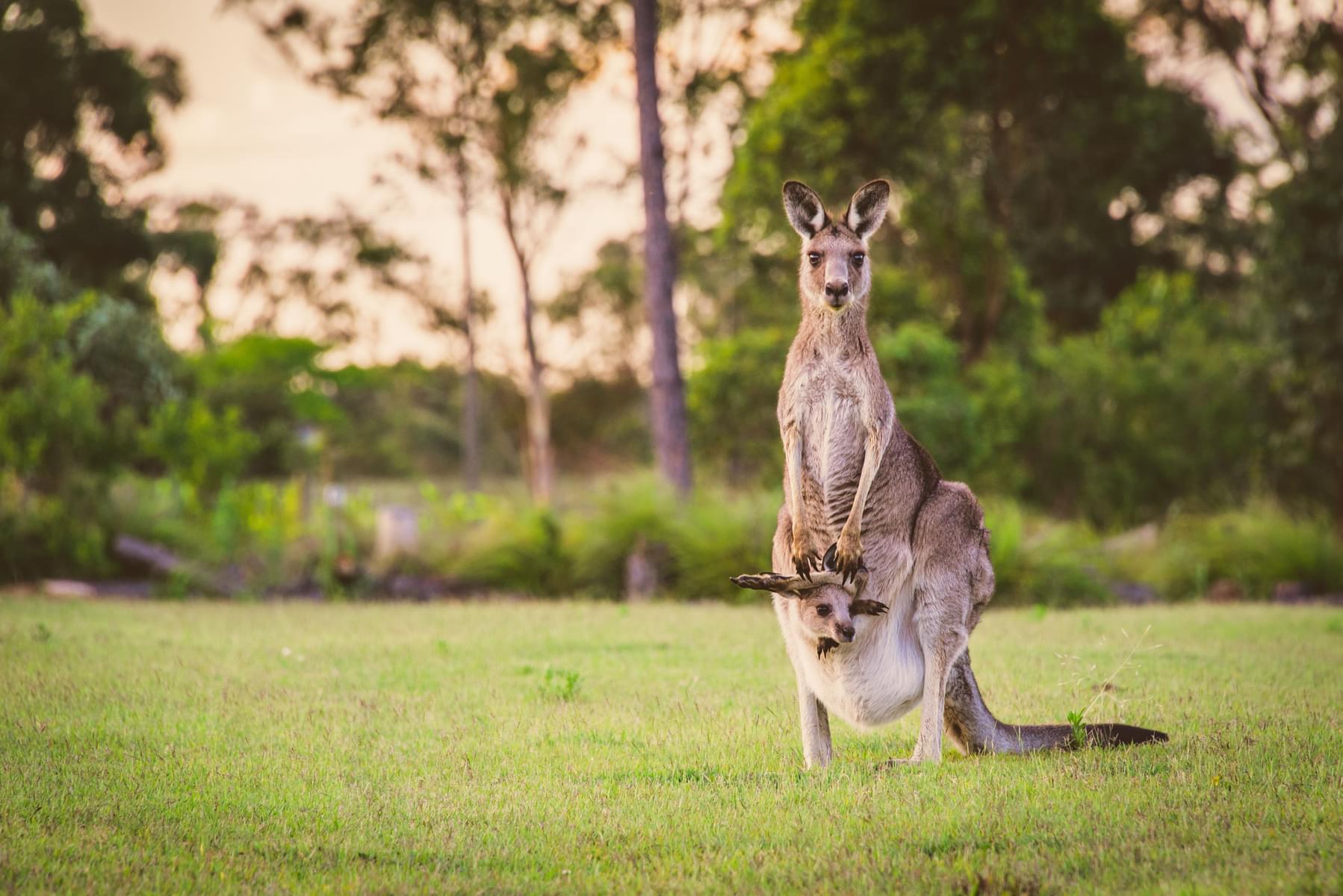 Kangaroo Krossing