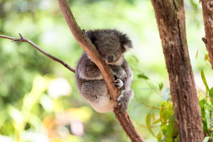 See the sleeping koala on eucalyptus tree