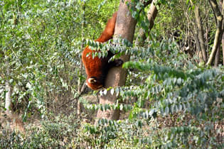 7o97u01n34zy37o6ylhe5n7wisra pant wildlife sanctuary