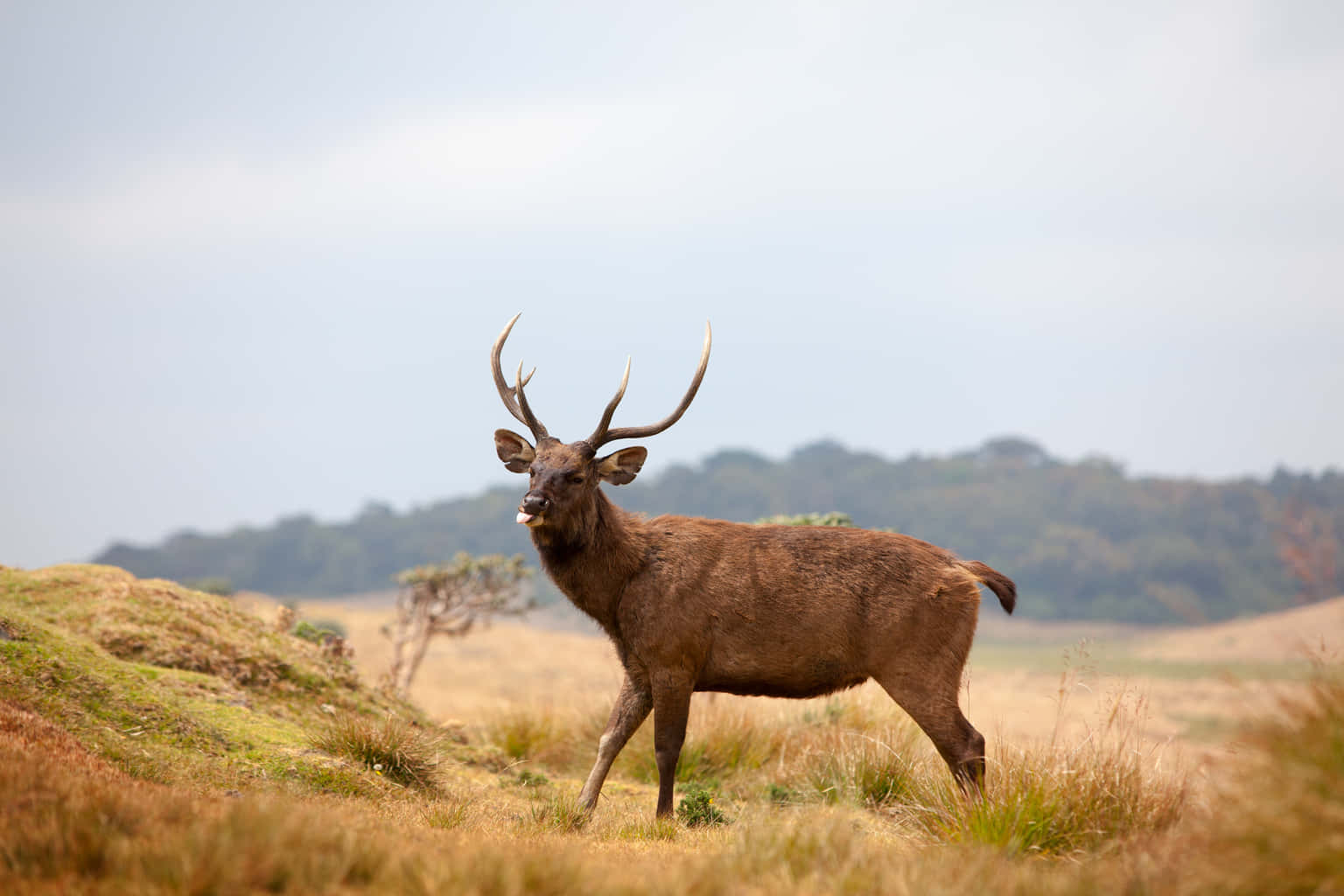 Horton Plains National Park and Tea Factory Tour
