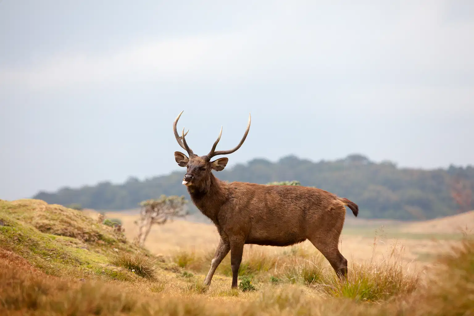 Horton Plains National Park and Tea Factory Tour
