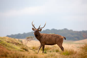 Get a chance to see Sri Lanka's largest species of deer, Sambar 