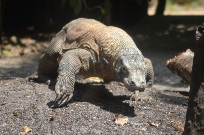 Monitor Lizard at Singapore Zoo