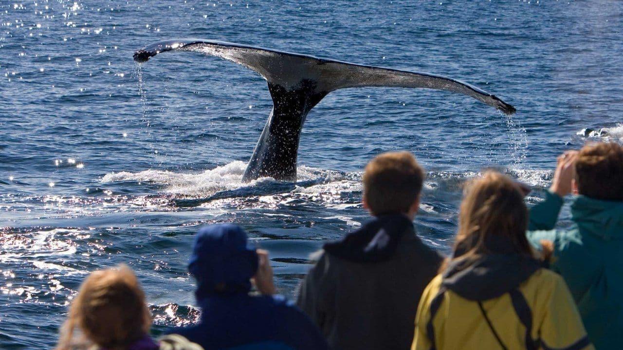 Juneau Whale Watching Tours