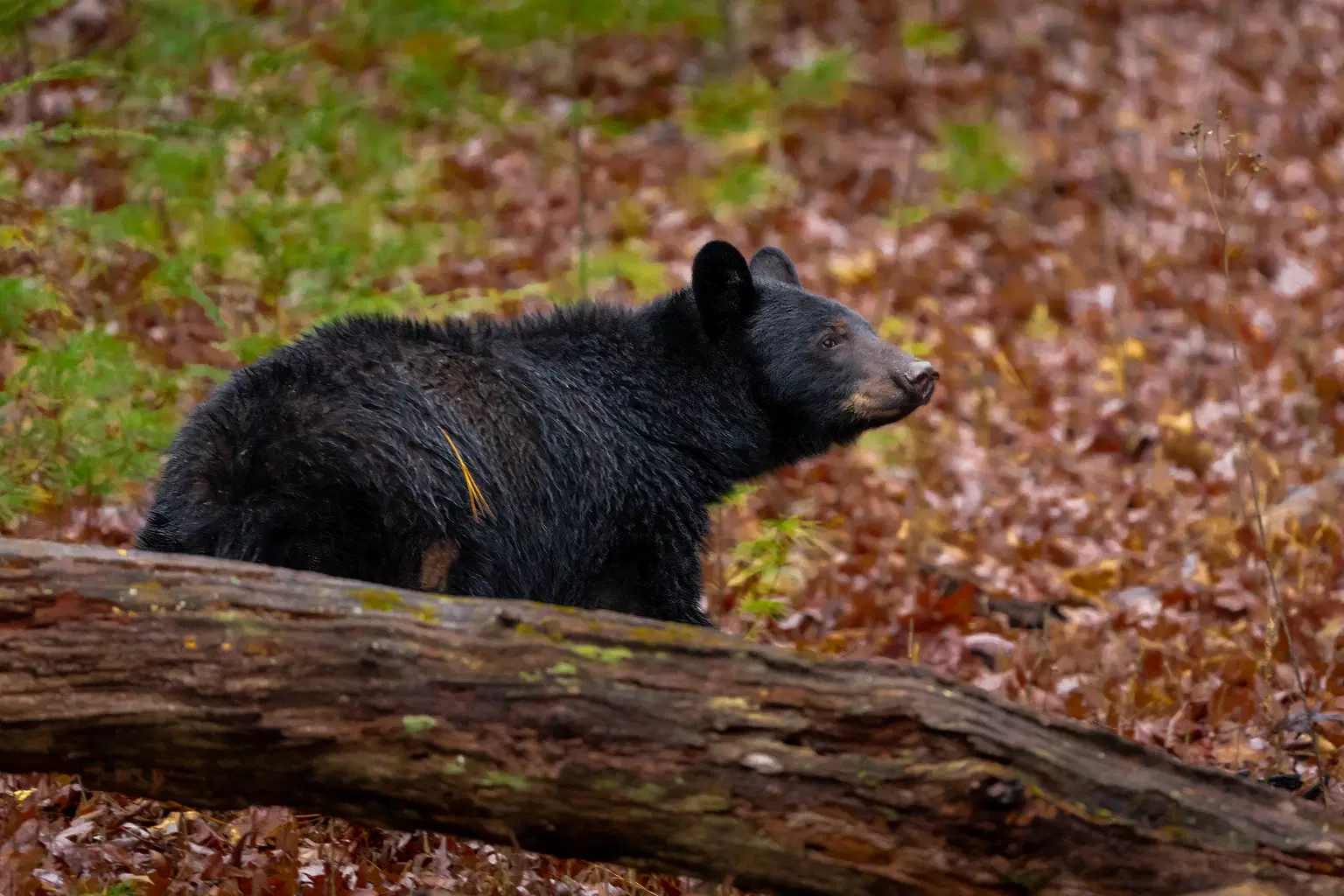 Discover Unique Himalayan Animals