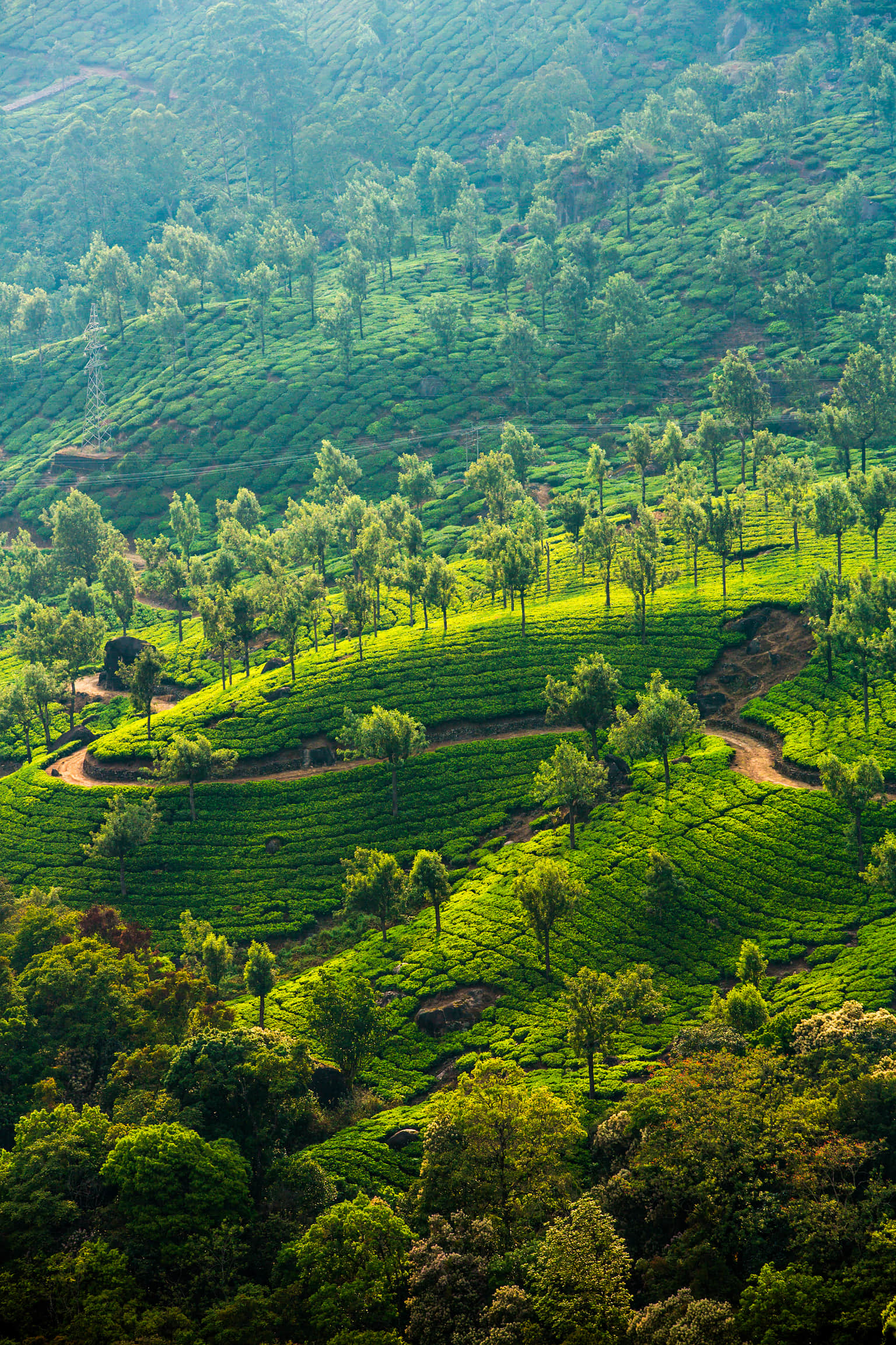 <em>Kerala</em> Tour Packages From Cochin 