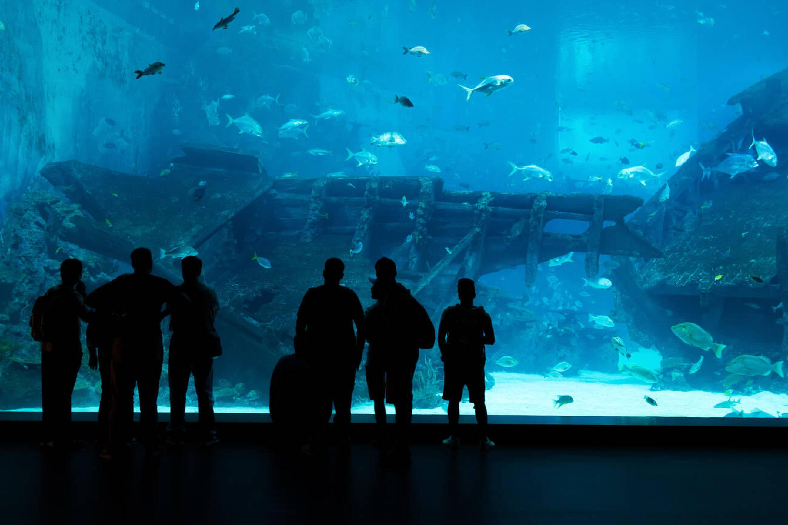 Sea aquarium Singapore