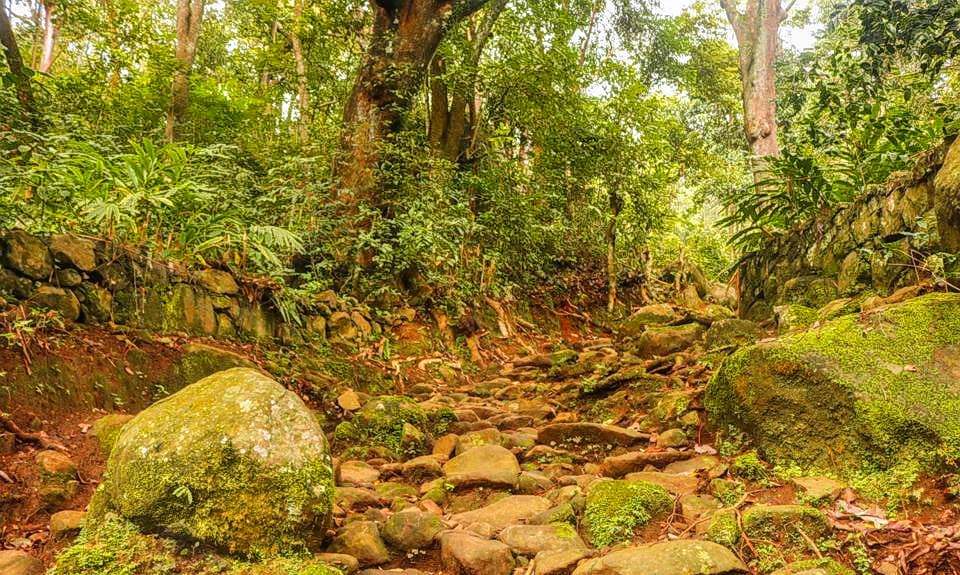 Scenic Trek to Canopy Hill Vattakanal #4