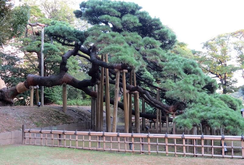 Witness a 300-Year-Old Pine Tree