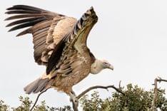 Bearded Vultur